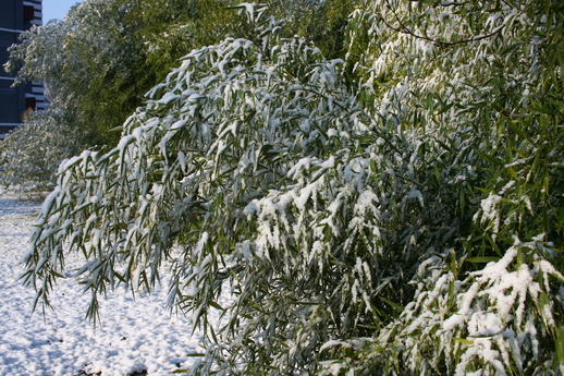 snow at 2422 south gaines