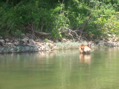 Buffalo River 2009