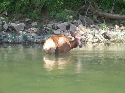 Buffalo River 2009