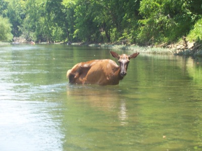 Buffalo River 2009