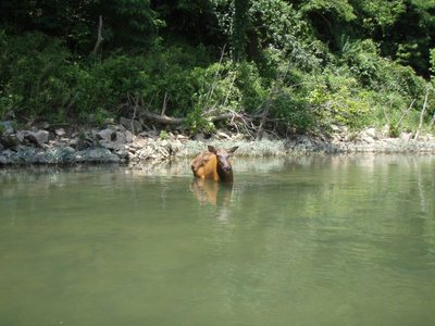 Buffalo River 2009