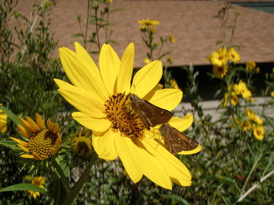 yellow flower and bugs